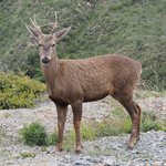 Huemul