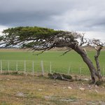 WInd-bent tree